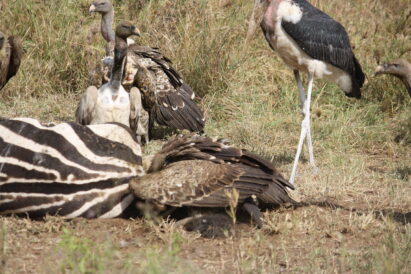 A vulture feeding deep in the carcass of a zebra. (Lynn R. Blamires, Special to the Daily Herald)